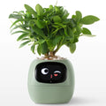 Ivy Smart Planter